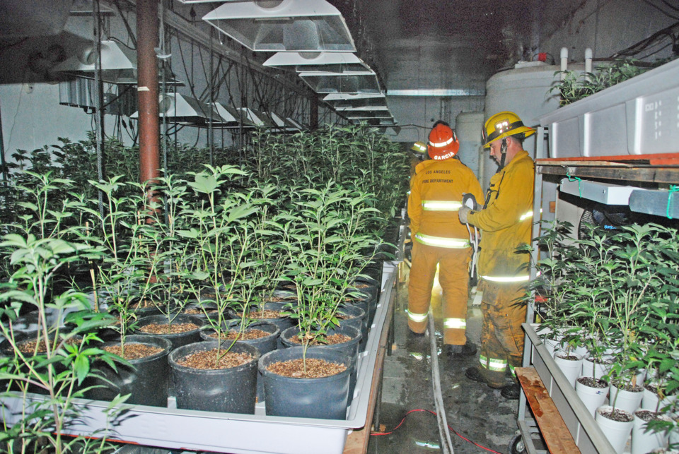 Indoor Marijuana Grows: Hazards, Recognition &amp; Response ...